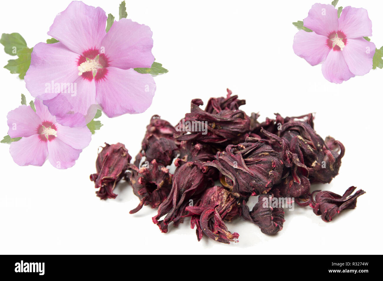 hibiscus flowers Stock Photo