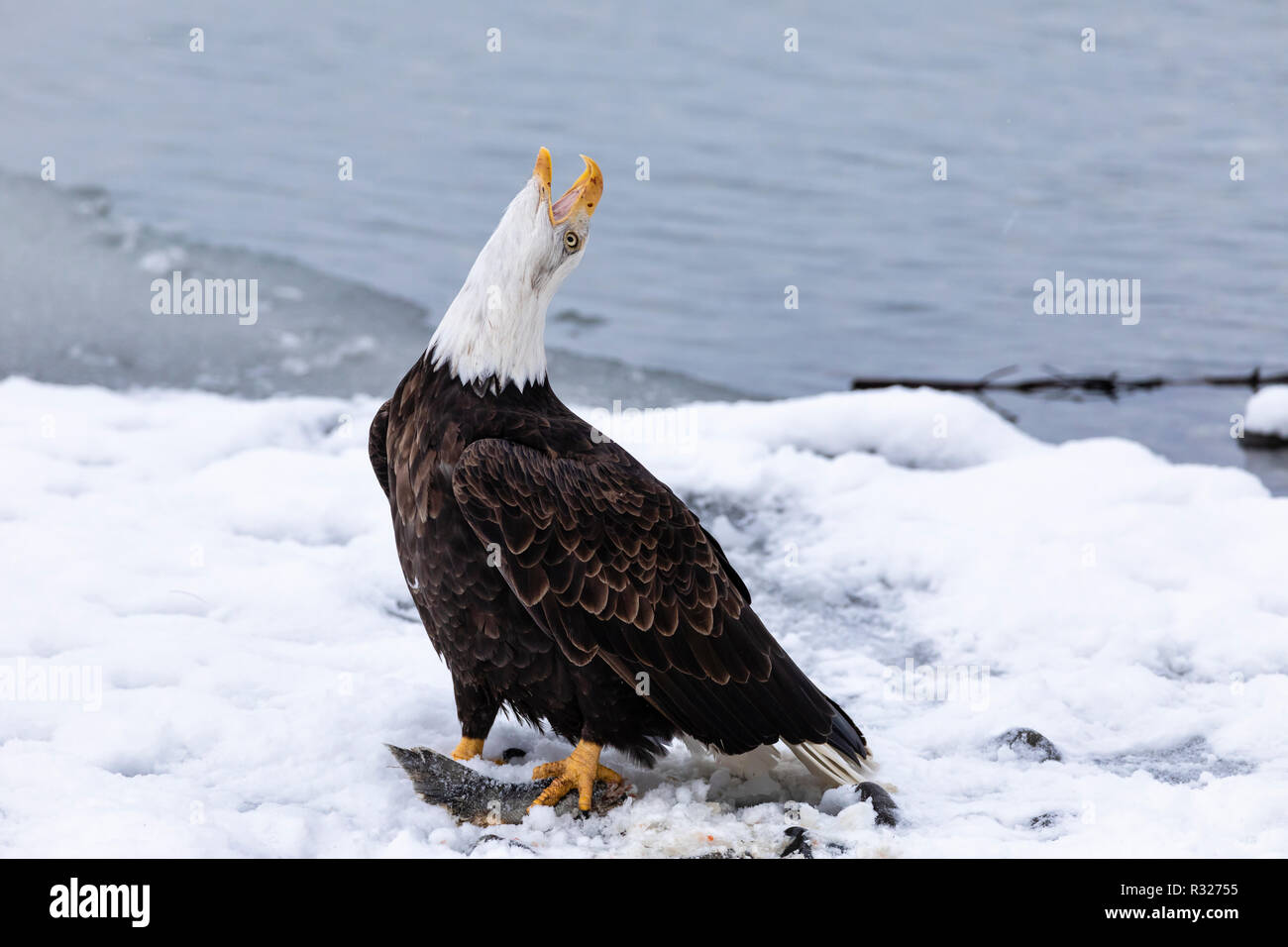 Bald Eagle vocalizes in the Chilkat Bald Eagle Preserve in Southeast Alaska. Stock Photo