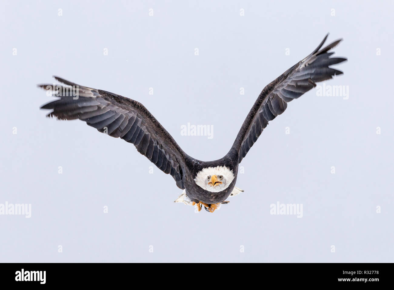 Bald Eagle in flight in the Chilkat Bald Eagle Preserve in Southeast Alaska. Stock Photo
