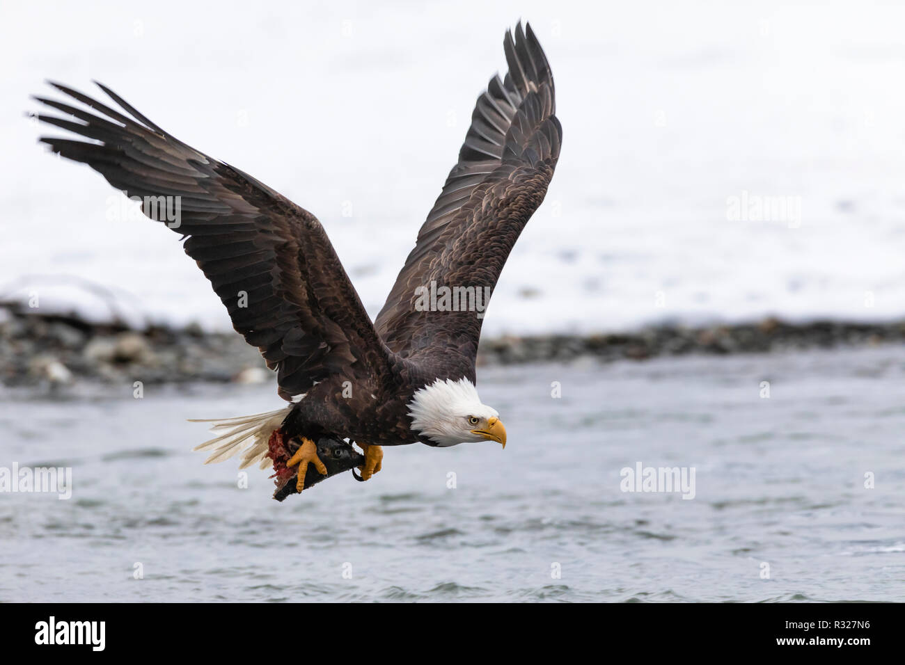 Bald eagle flying in snow hi-res stock photography and images - Alamy