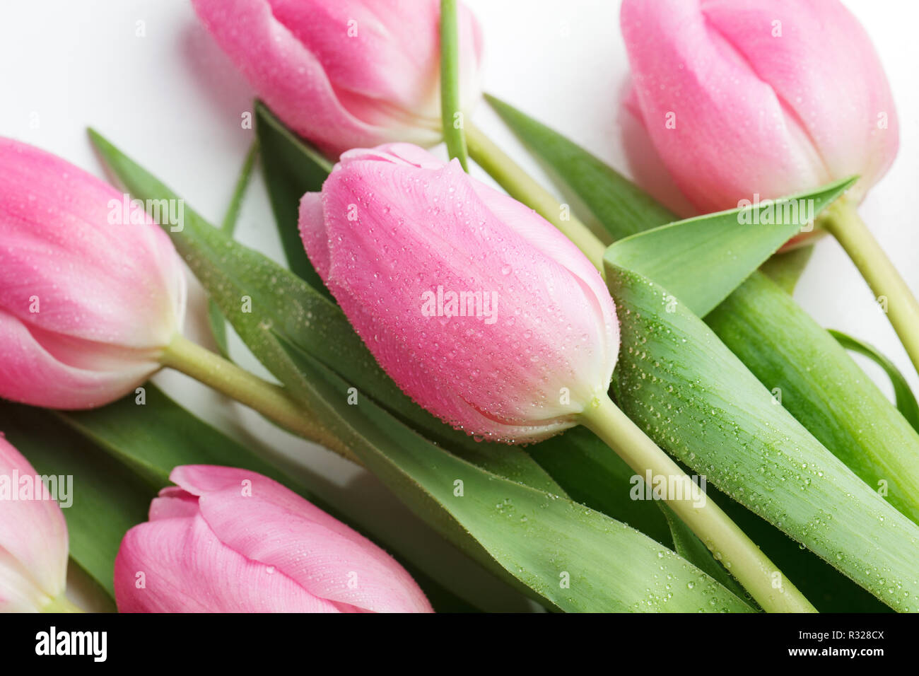 pink tulips Stock Photo