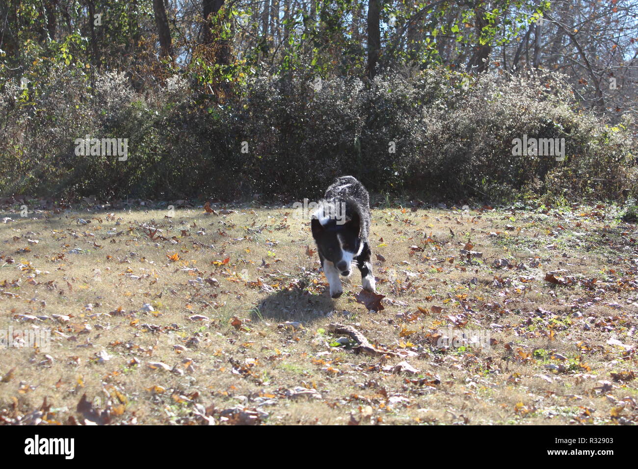 Border Collie at play Stock Photo
