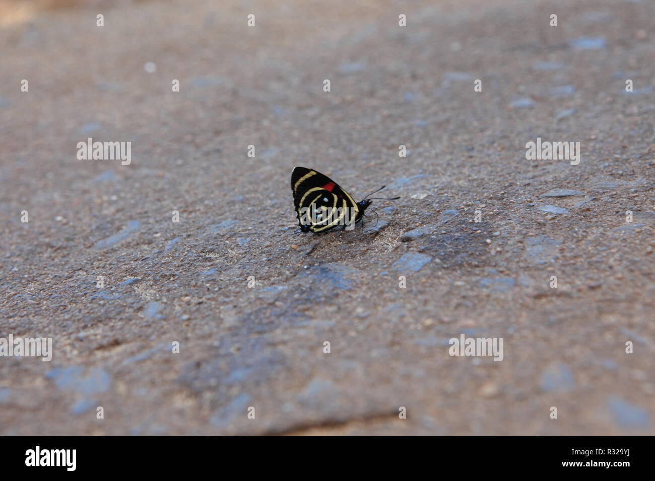 butterfly on foot Stock Photo Alamy