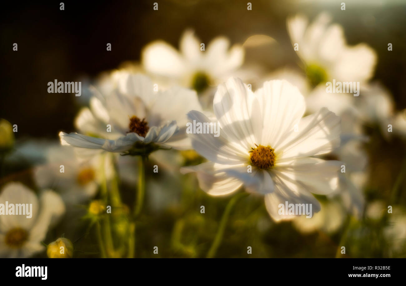 White cosmo flowers Stock Photo