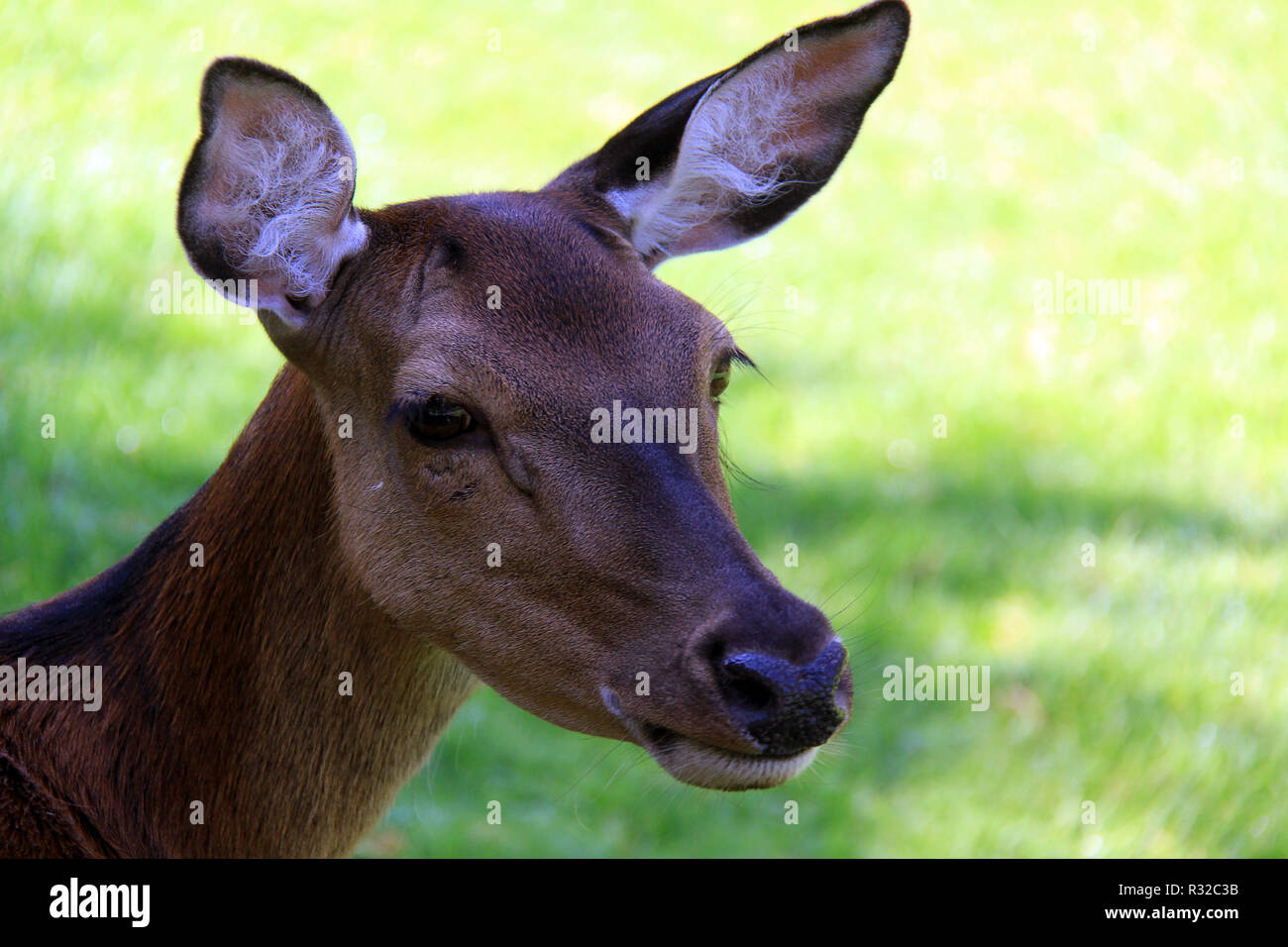 female fallow deer Stock Photo