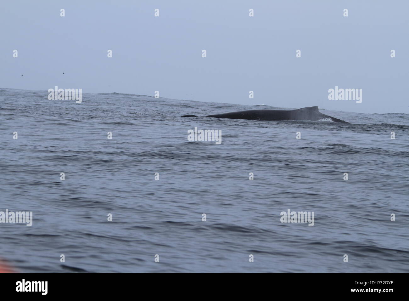 Shark fins spanish hires stock photography and images Alamy