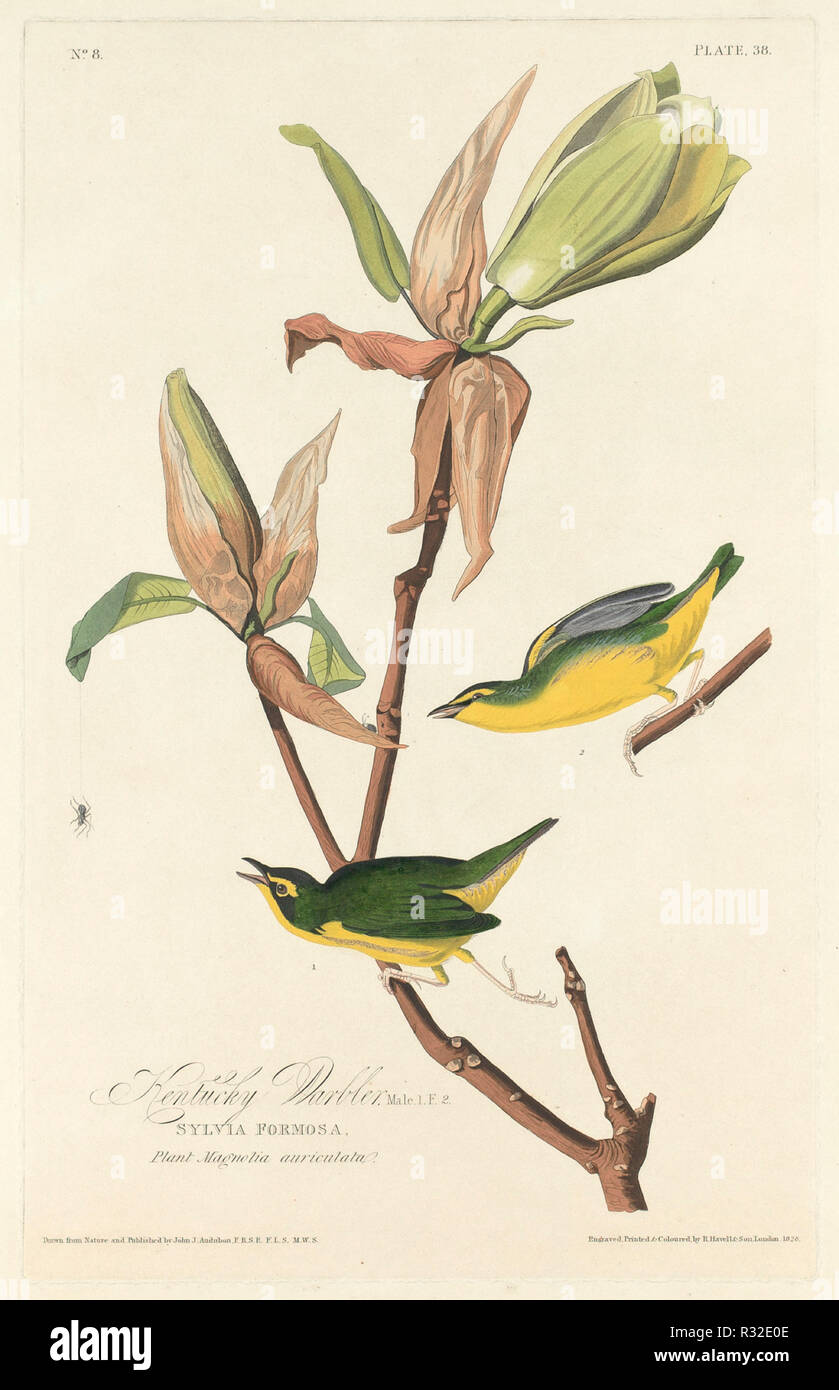 Kentucky Warbler. Dated: 1828. Medium: hand-colored etching and aquatint on Whatman paper. Museum: National Gallery of Art, Washington DC. Author: Robert Havell after John James Audubon. Stock Photo