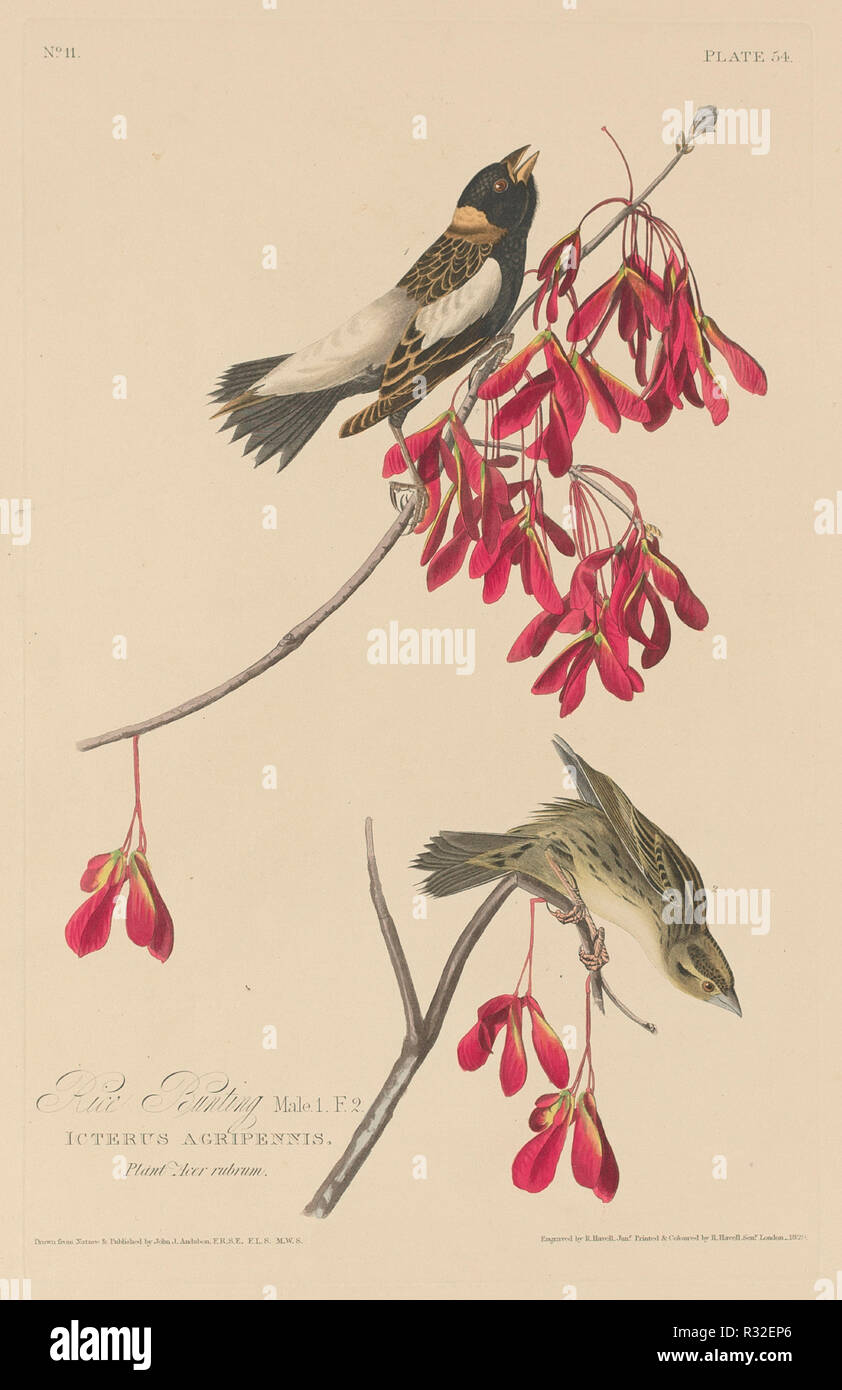 Rice Bunting. Dated: 1829. Medium: hand-colored etching and aquatint on Whatman paper. Museum: National Gallery of Art, Washington DC. Author: Robert Havell after John James Audubon. Stock Photo