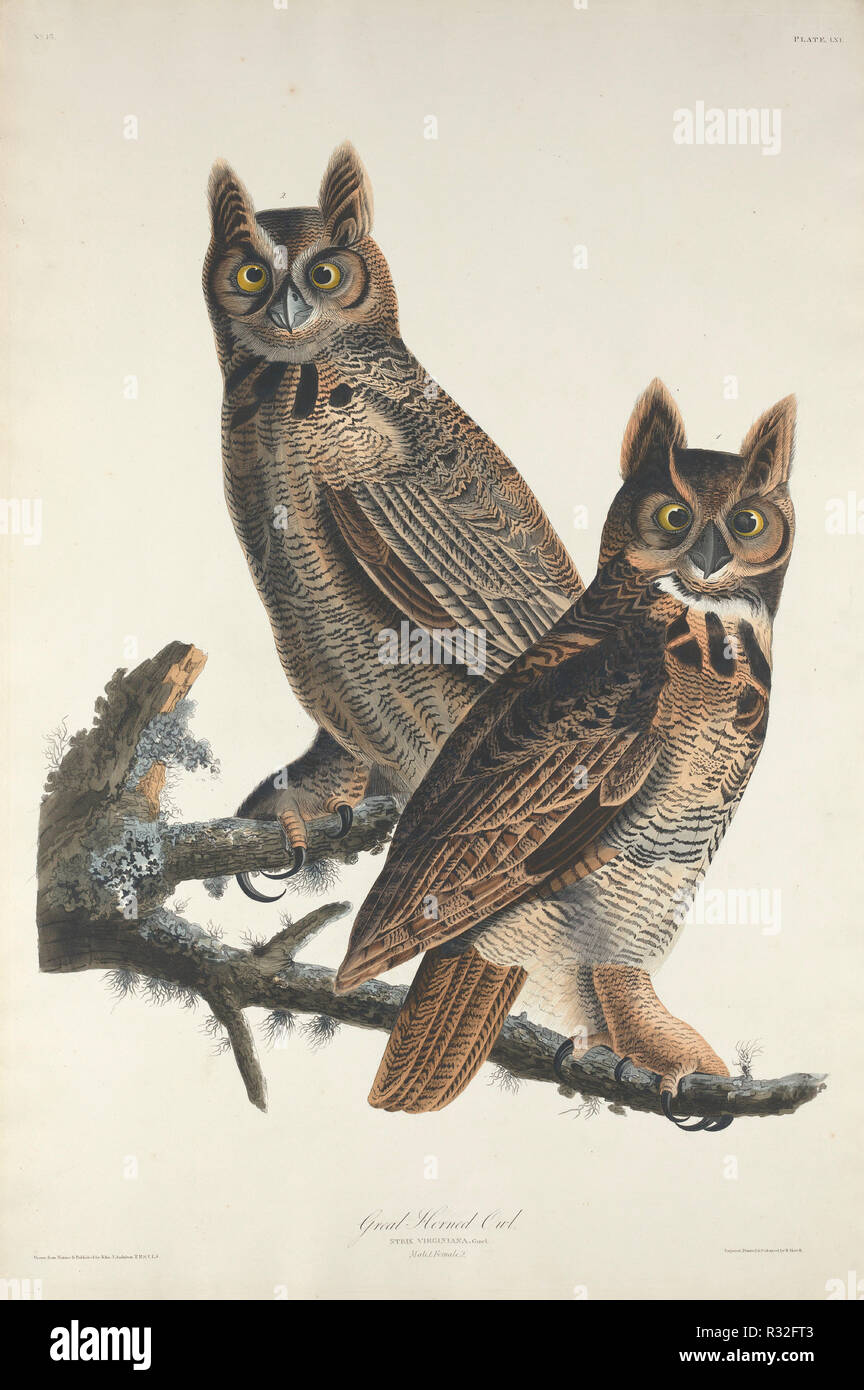 Great Horned Owl. Dated: 1829. Medium: hand-colored etching and aquatint on Whatman paper. Museum: National Gallery of Art, Washington DC. Author: Robert Havell after John James Audubon. Stock Photo