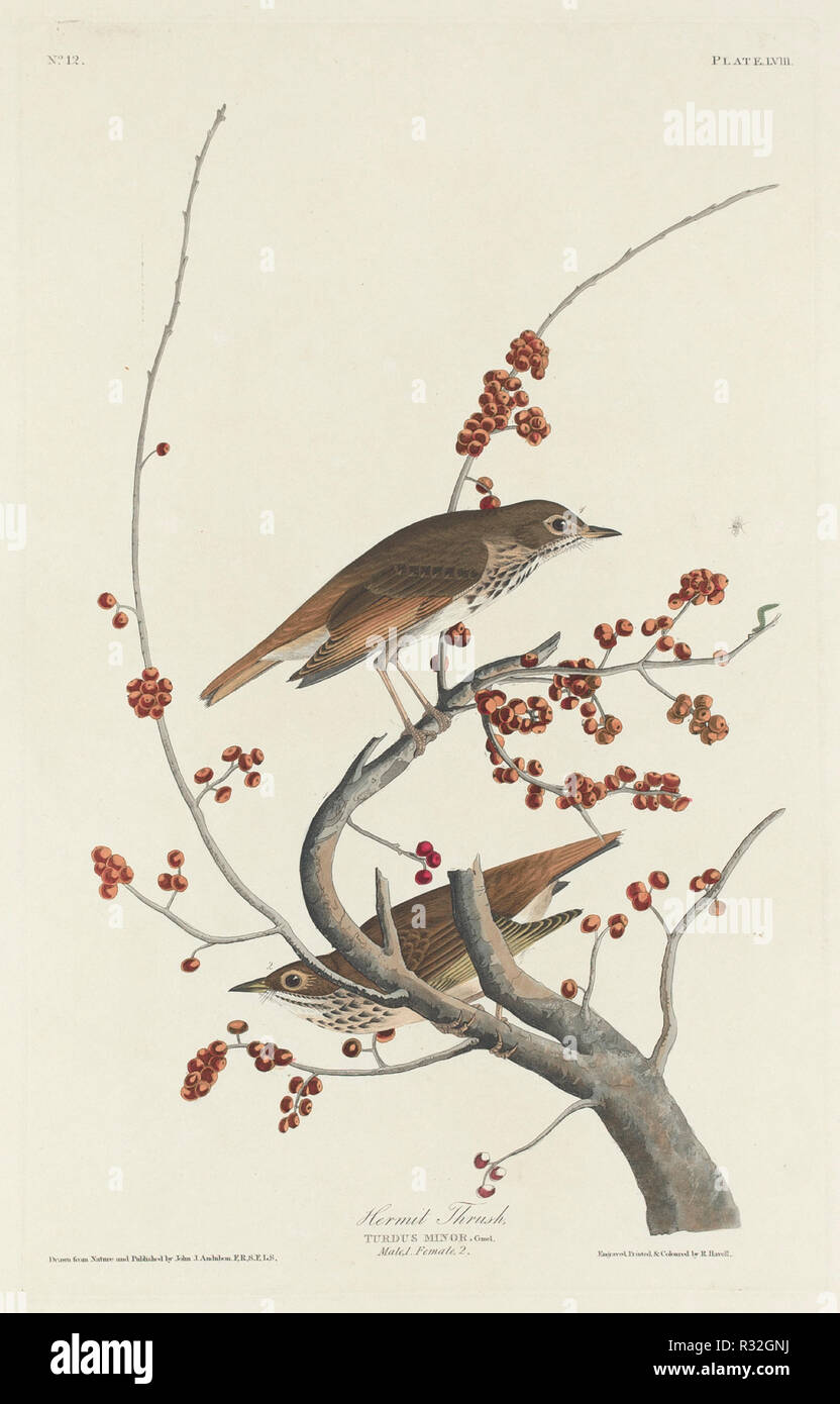 Hermit Thrush. Dated: 1829. Medium: hand-colored etching and aquatint on Whatman paper. Museum: National Gallery of Art, Washington DC. Author: Robert Havell after John James Audubon. Stock Photo