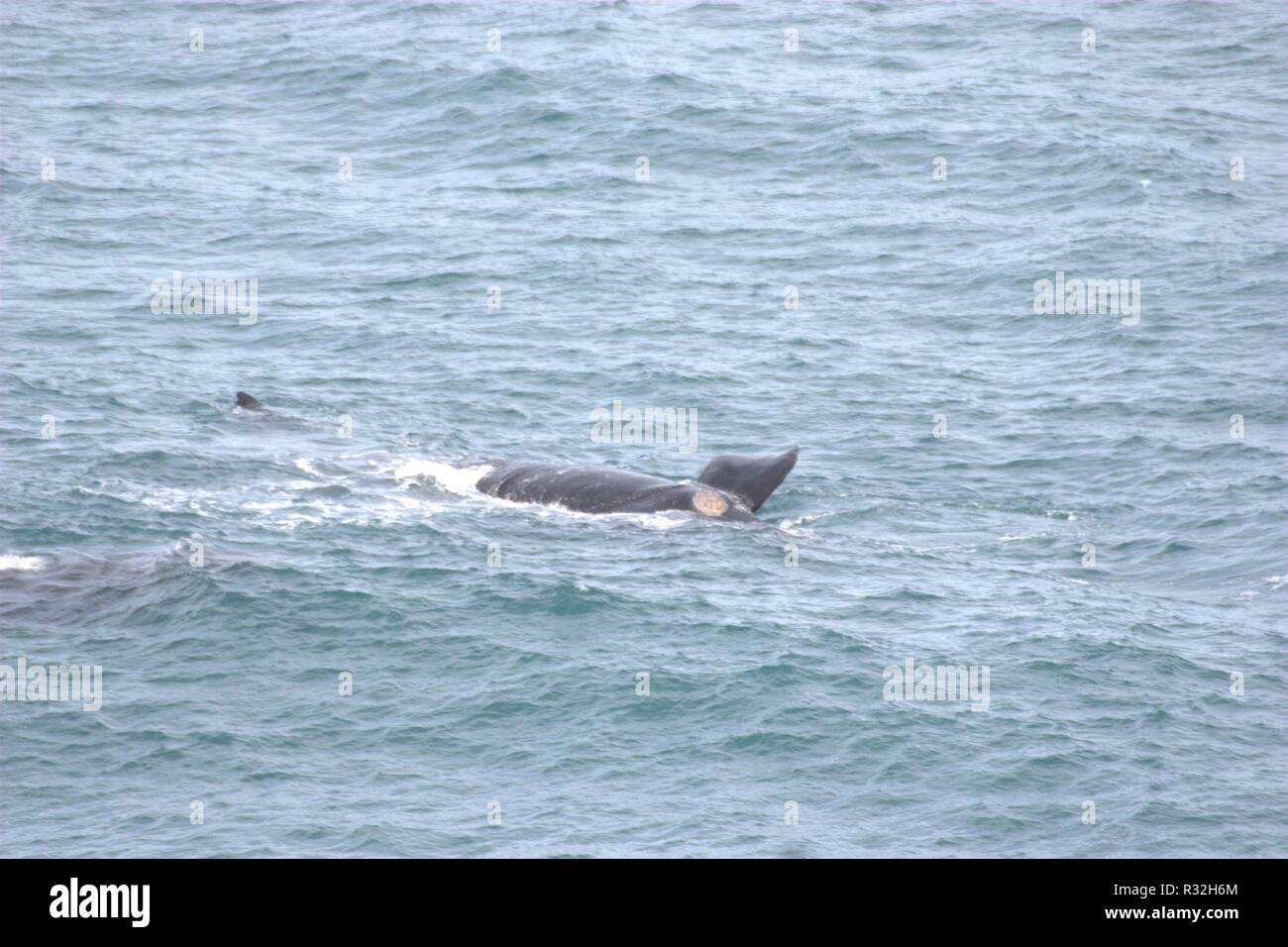 Southern Right Whales, South africa Stock Photo