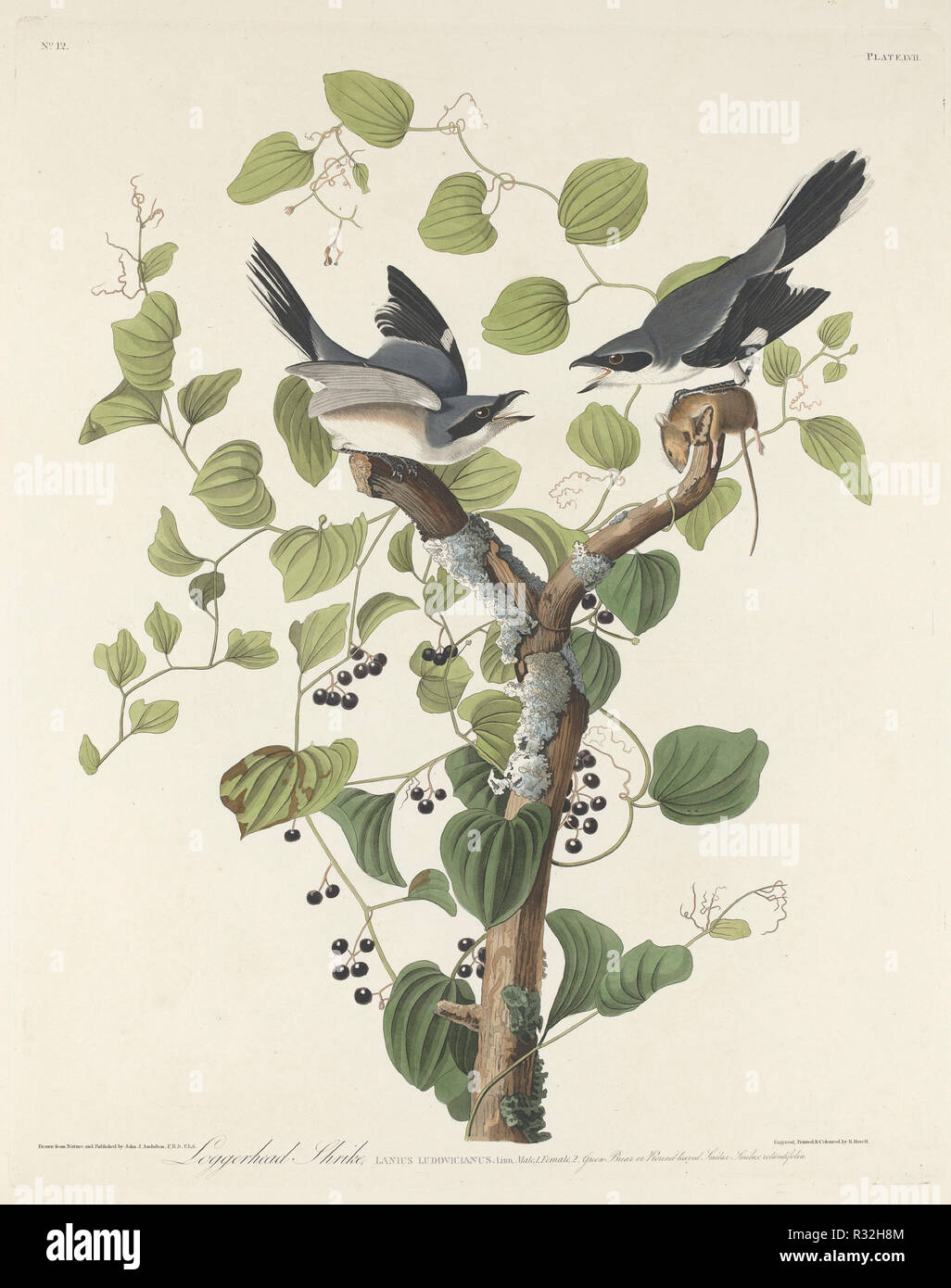 Loggerhead Shrike. Dated: 1829. Medium: hand-colored etching and aquatint on Whatman paper. Museum: National Gallery of Art, Washington DC. Author: Robert Havell after John James Audubon. Stock Photo