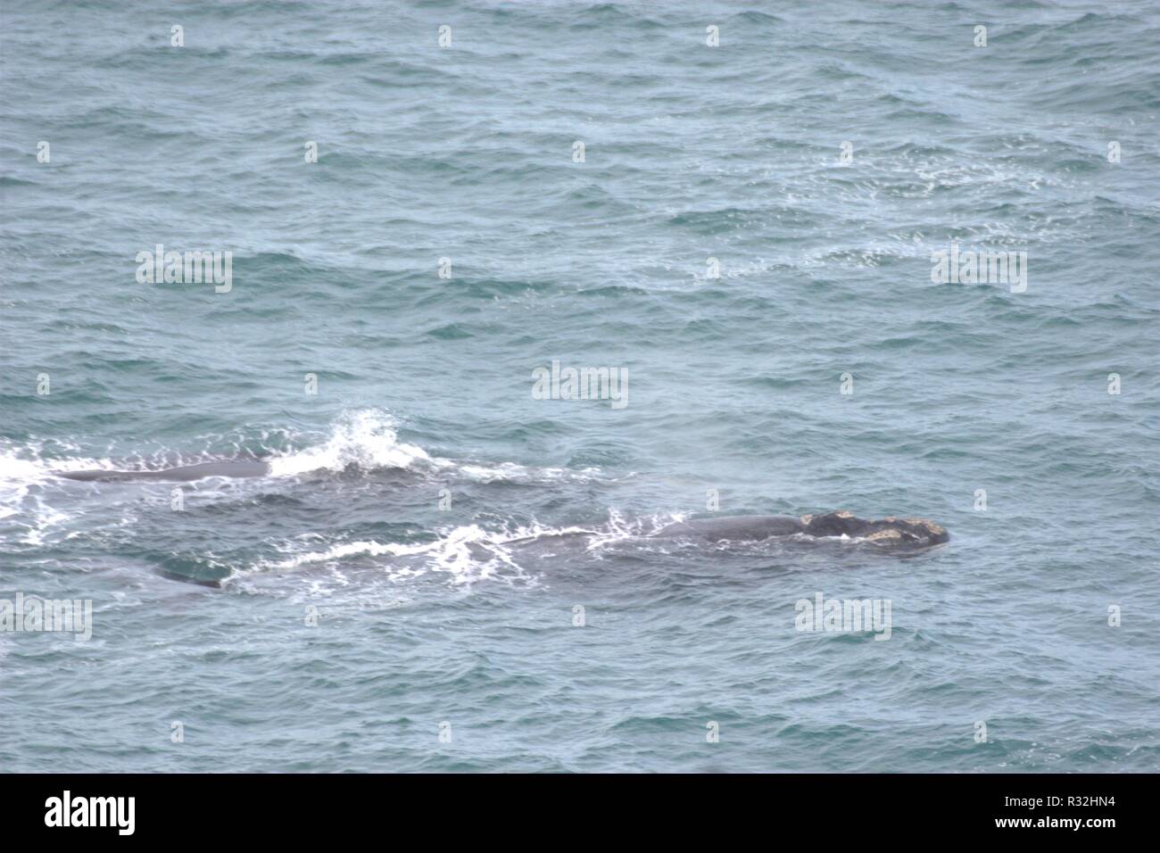 Endangered right whales hi-res stock photography and images - Alamy