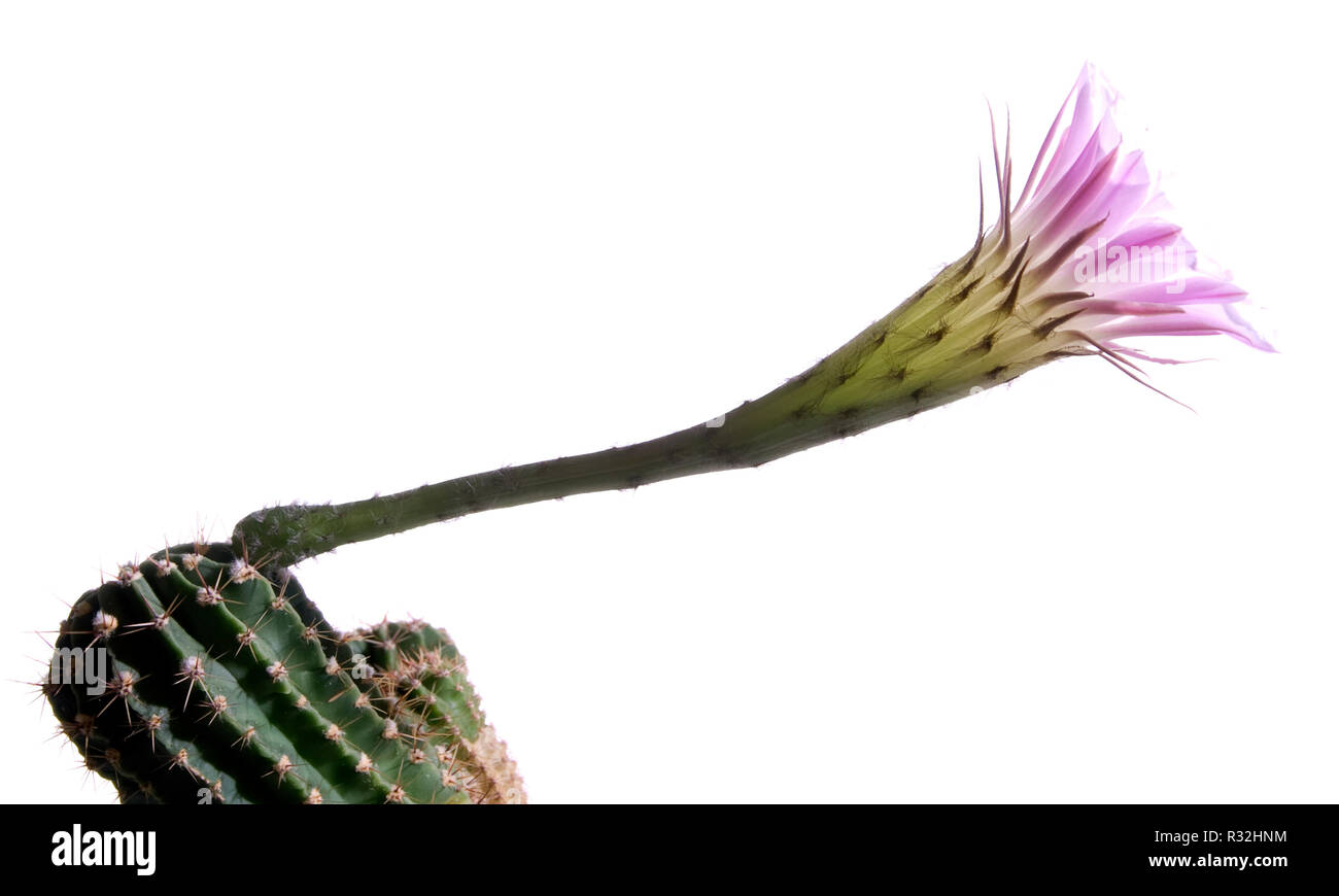 cactus flower Stock Photo