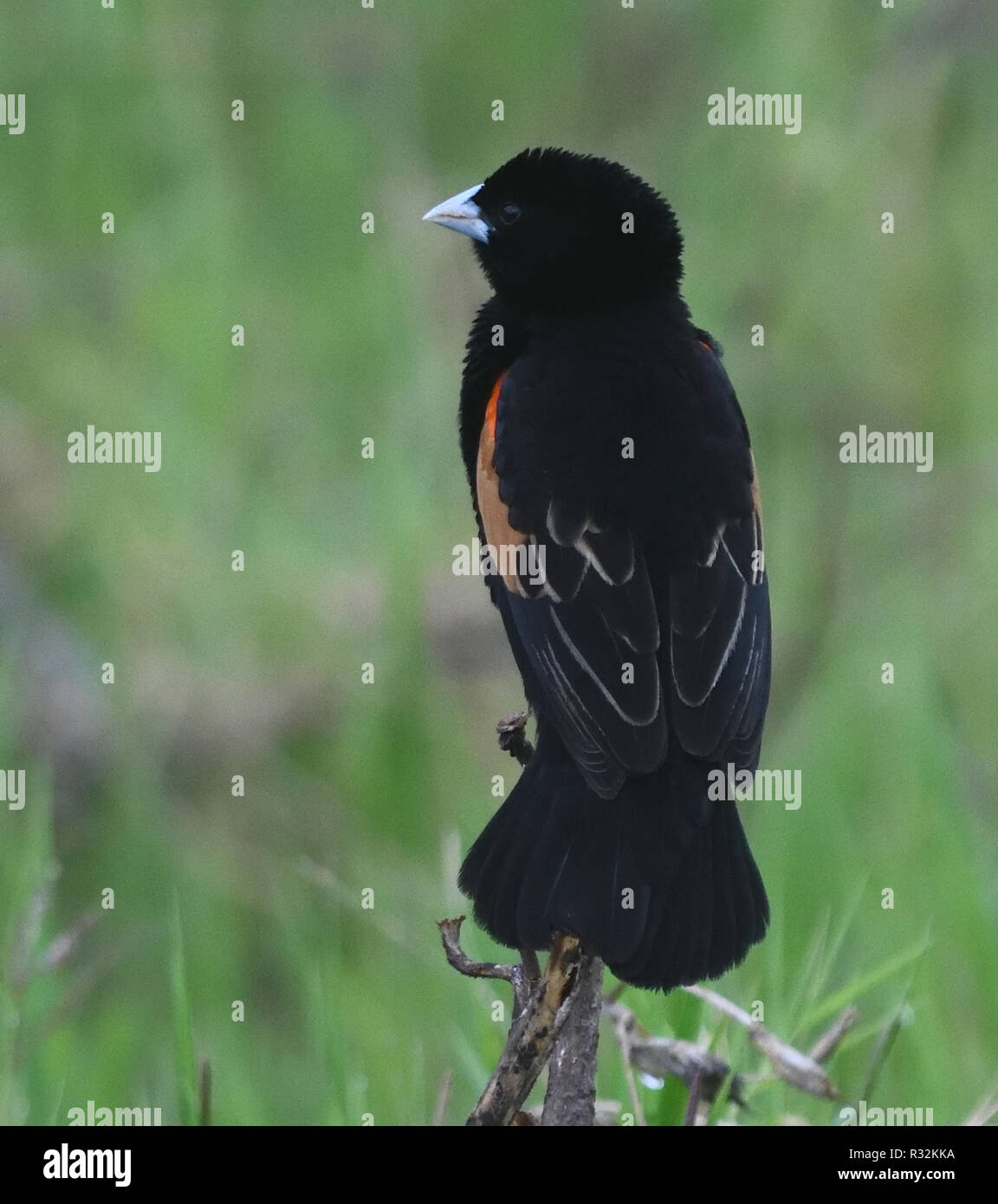 A male fantailed widowbird (Euplectes axillaris) in breeding plumage