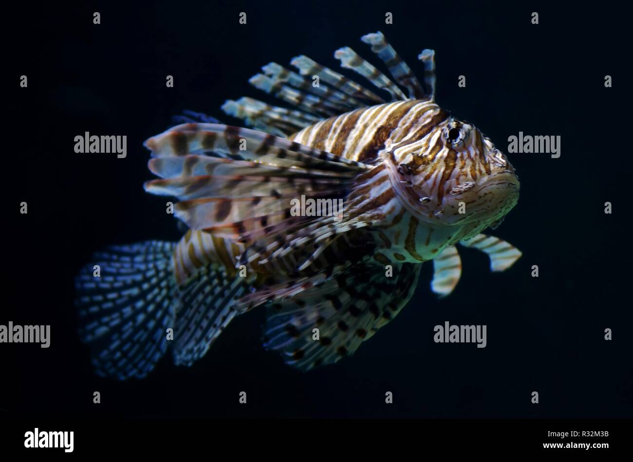 lionfish underwater Stock Photo