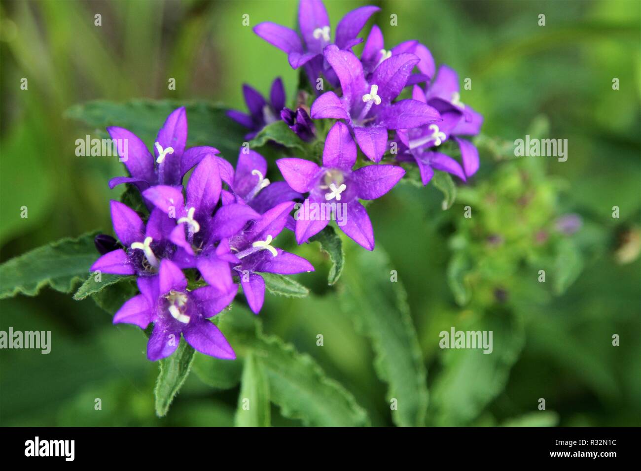 Purple clustered perennial bellflower Stock Photo