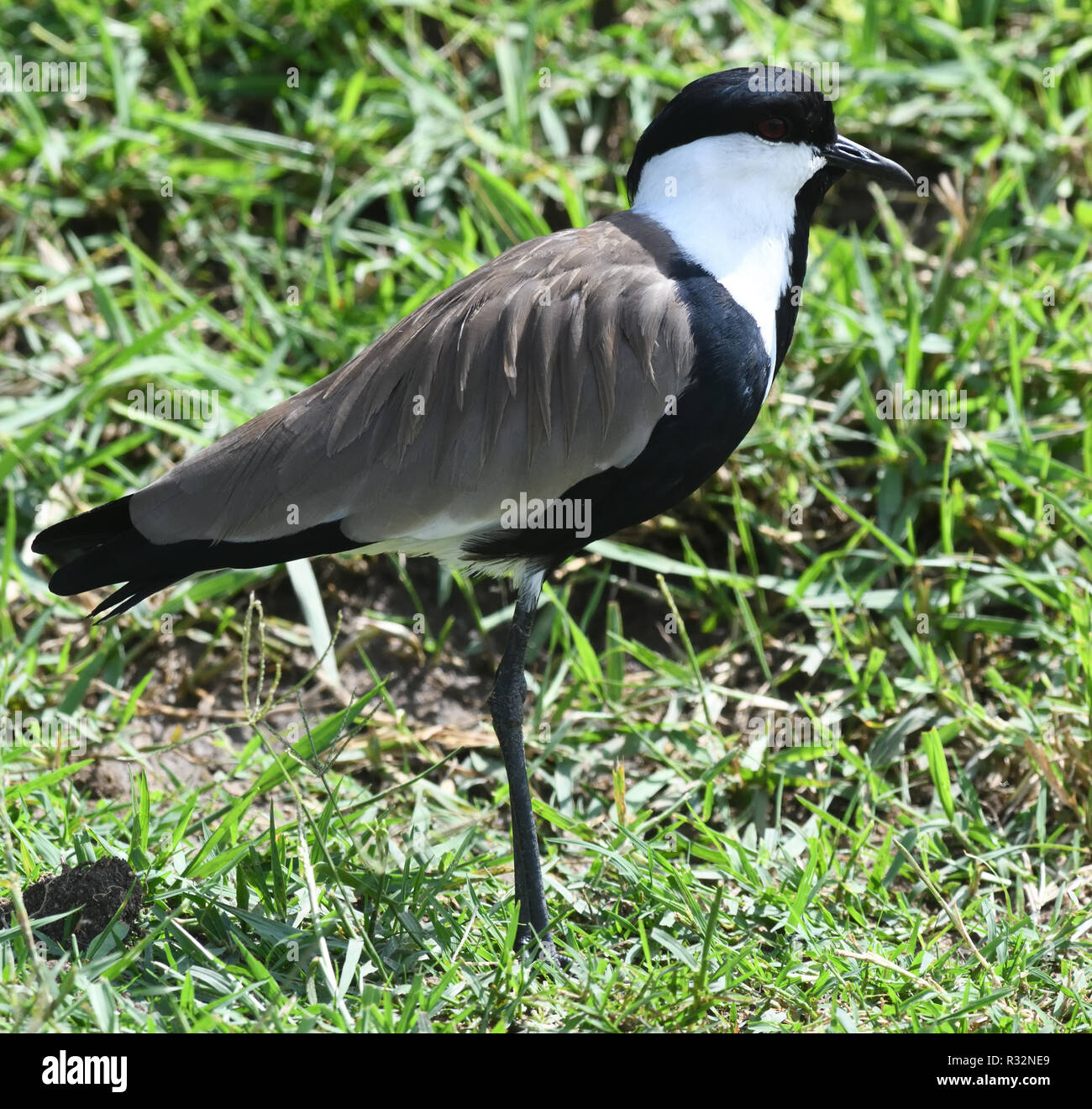 The spur-winged lapwing or spur-winged plover (Vanellus spinosus). Queen Elizabeth National Park, Uganda. Stock Photo