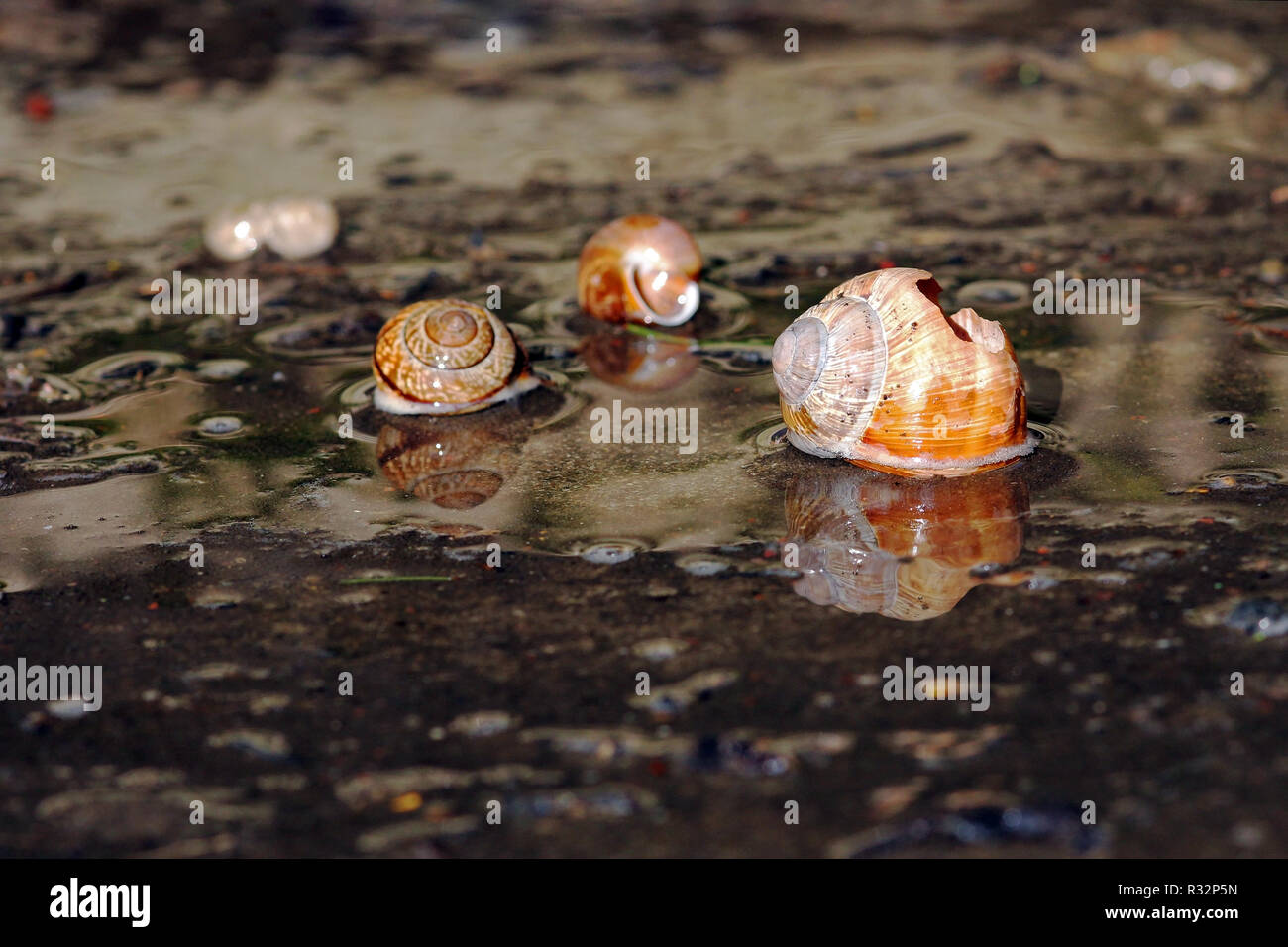 snail shells in rainwater Stock Photo