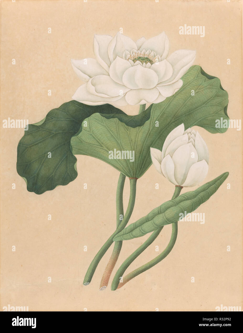 East Indian Lotus (Nelumbo nucifera). Dated: late 19th century. Dimensions: overall: 42.2 x 33.4 cm (16 5/8 x 13 1/8 in.). Medium: gouache on oriental paper. Museum: National Gallery of Art, Washington DC. Author: British 19th Century. Stock Photo