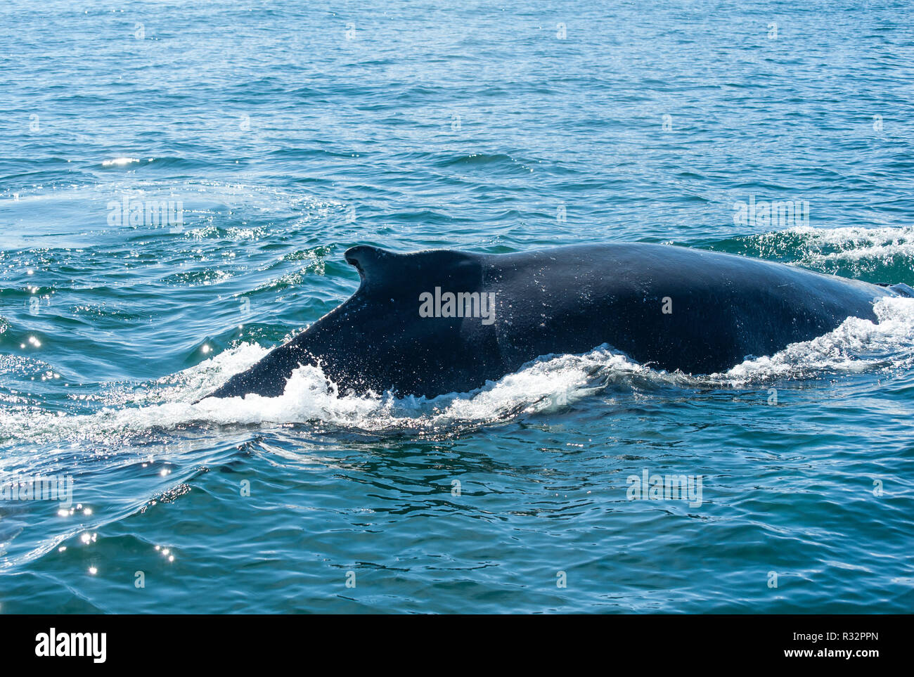 Baleen Whale Eating High Resolution Stock Photography and Images Alamy