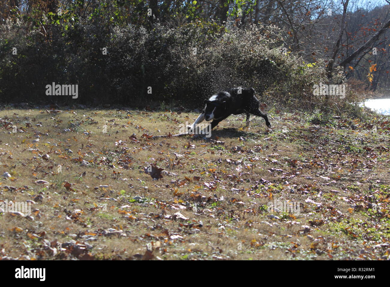 Border Collie in action Stock Photo