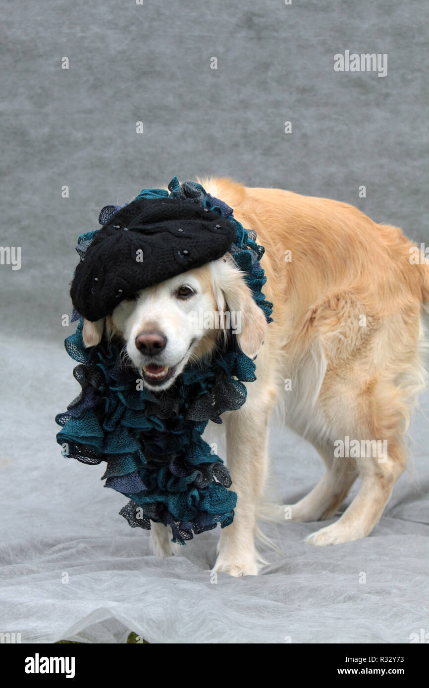 labrador with basque beret and stole Stock Photo