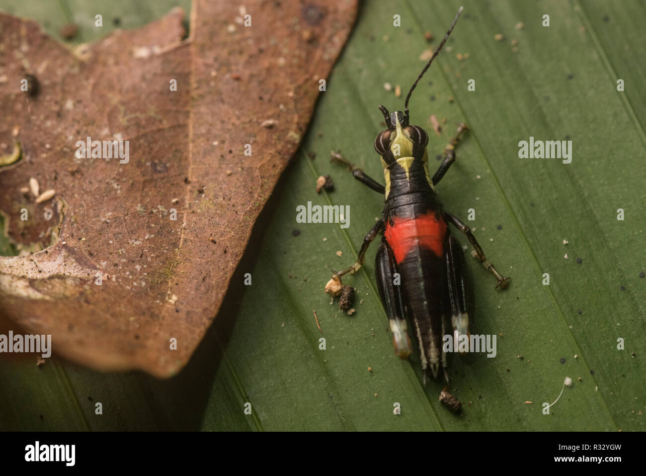 A colorful grasshopper from Los Amigos, Peru. The bright colors likely signify its distaste to predator. Stock Photo