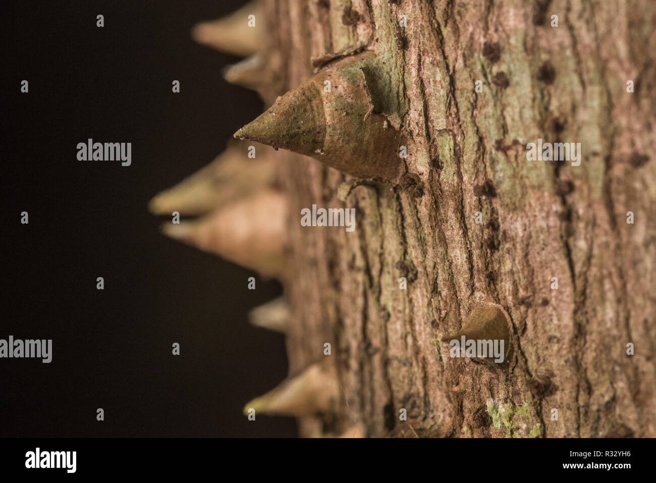 Spikes and thorns on tree bark are one defensive strategy commonly seen on neotropical trees. Stock Photo