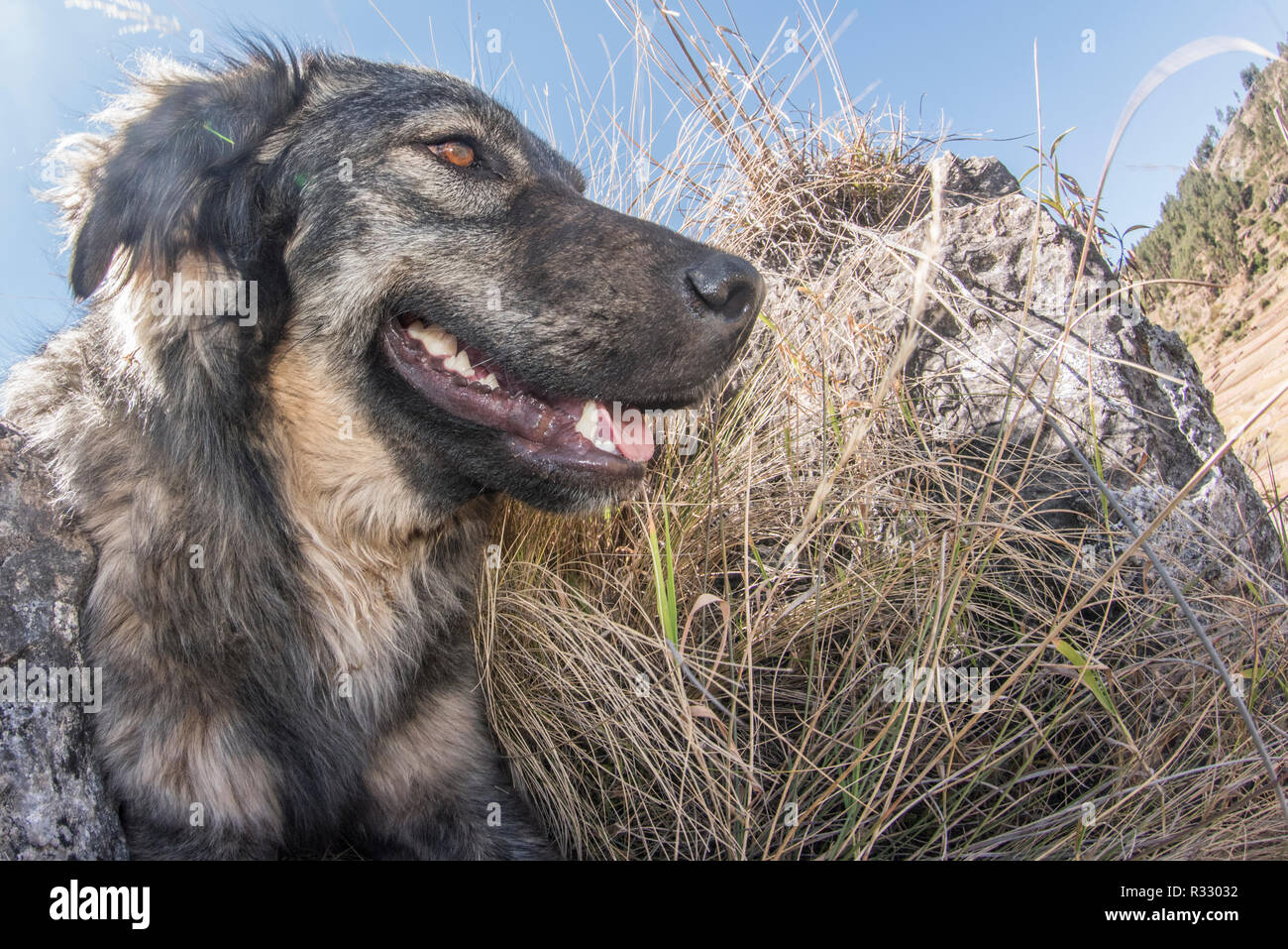 Can Dogs Survive Extreme Heat