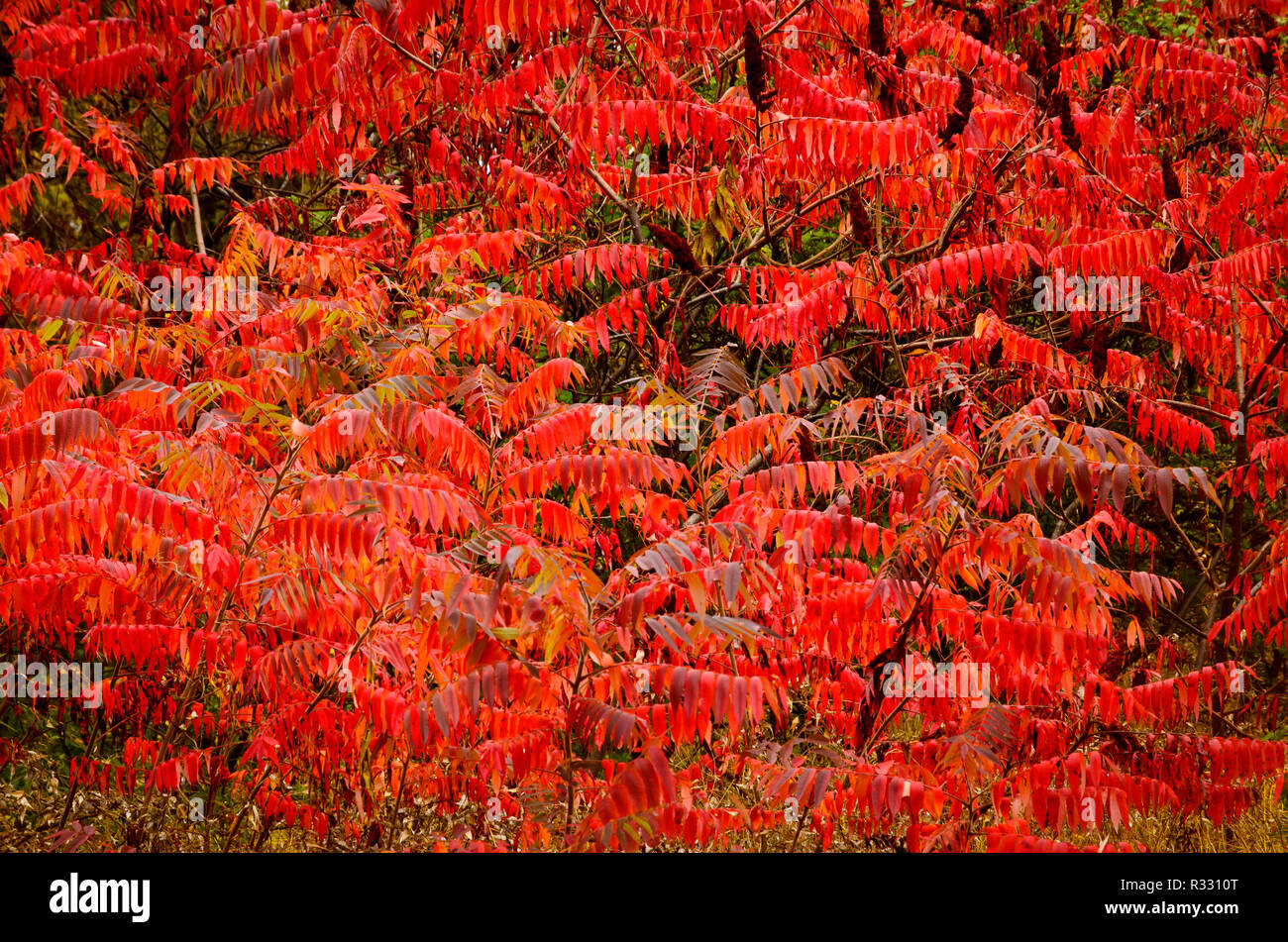 Red Sumac bushes Stock Photo Alamy