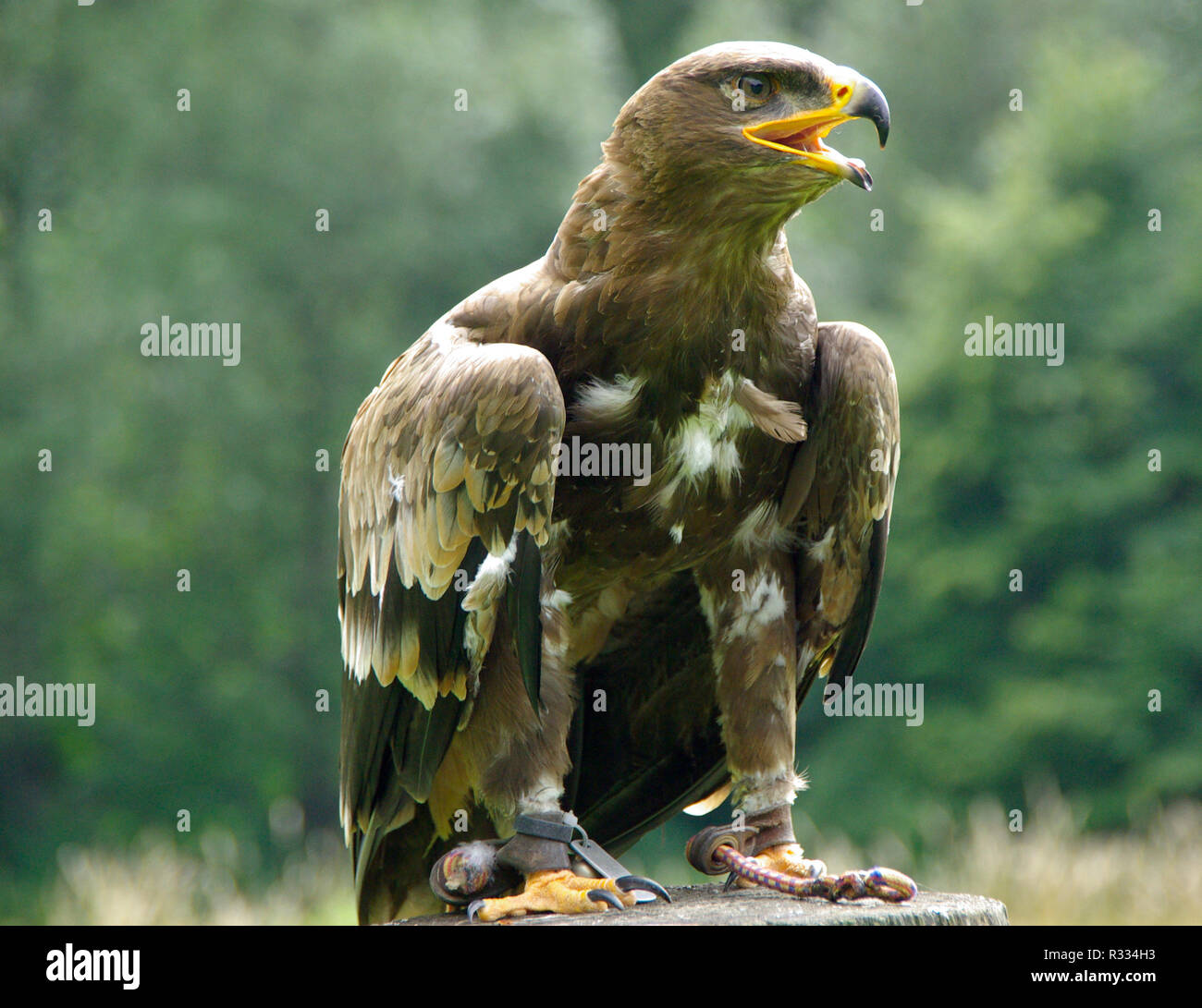 Weisskopf águila de cola blanca Adler perchas imagen térmica a4 a5 a6 aplicación flexfolie 