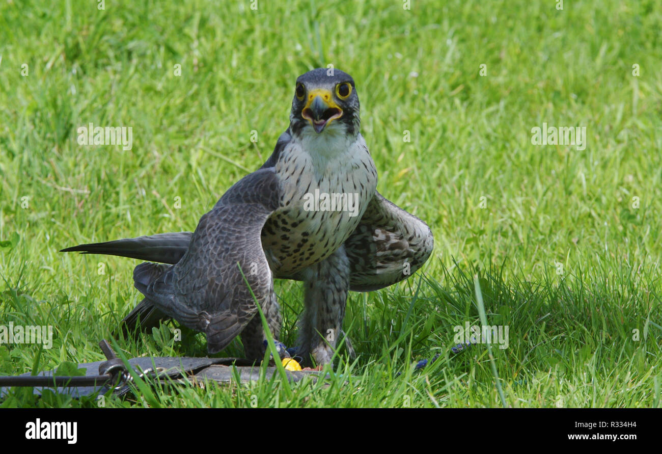 peregrine falcon Stock Photo