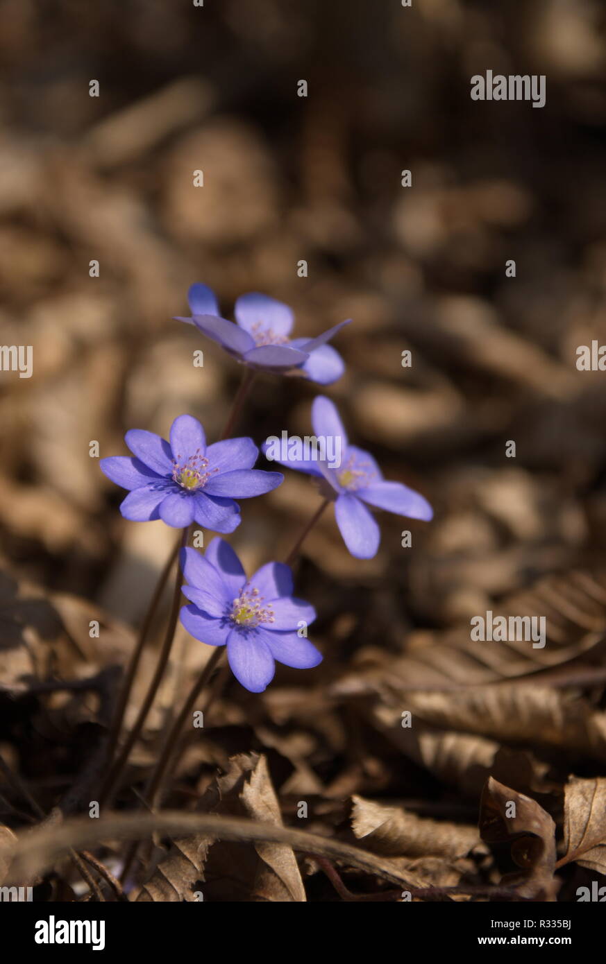 Frontalperspektive hi-res stock photography and images - Alamy