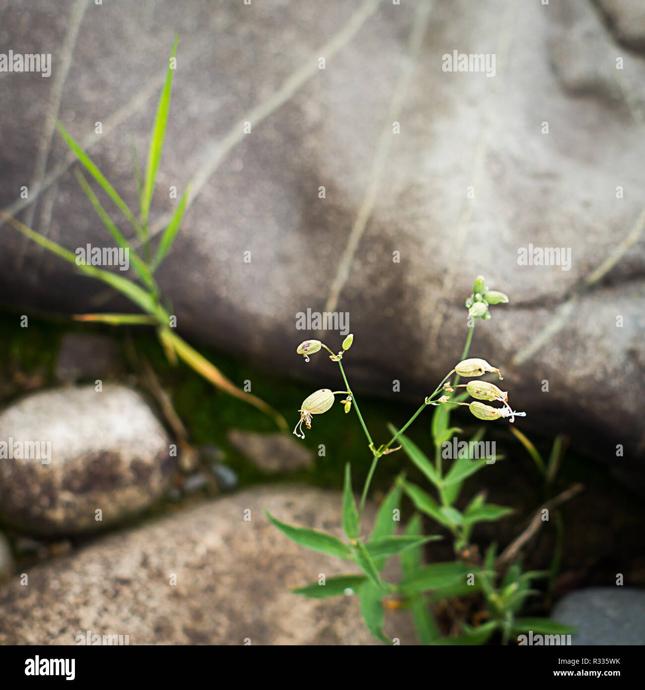 Flowers of Bladder Campion, Silene vulgaris, with boulders in the background in the forest on a summer morning Stock Photo