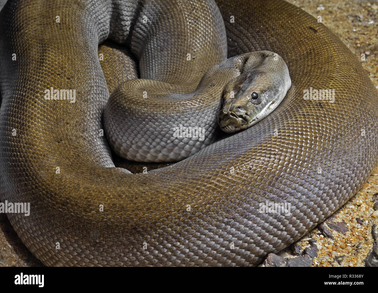 Closeup Patternless Green Burmese Python on Sand Stock Photo