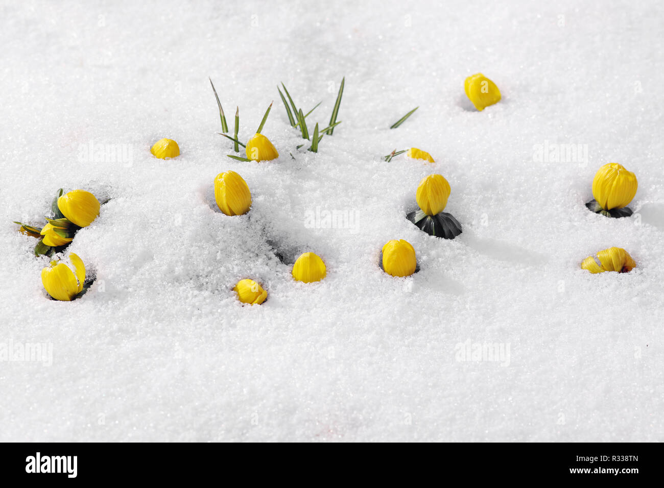 breakthrough of winterlings Stock Photo