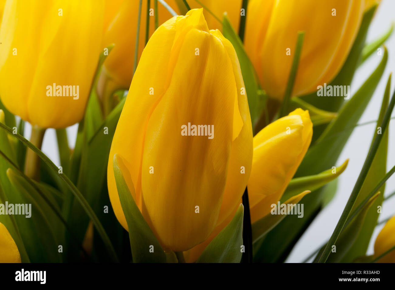 Yellow tulips isolated on white background Stock Photo - Alamy