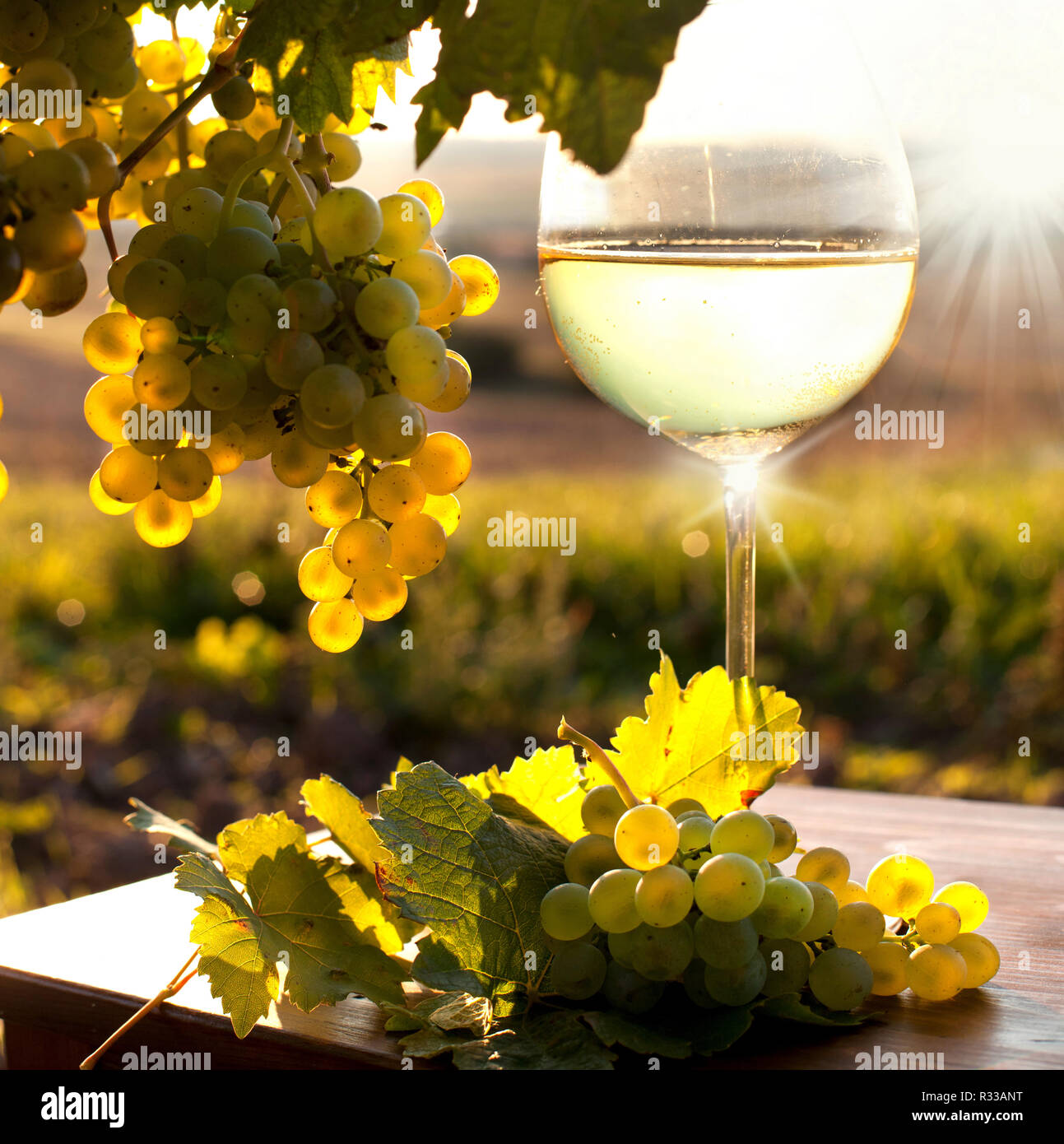 vine in autumn Stock Photo