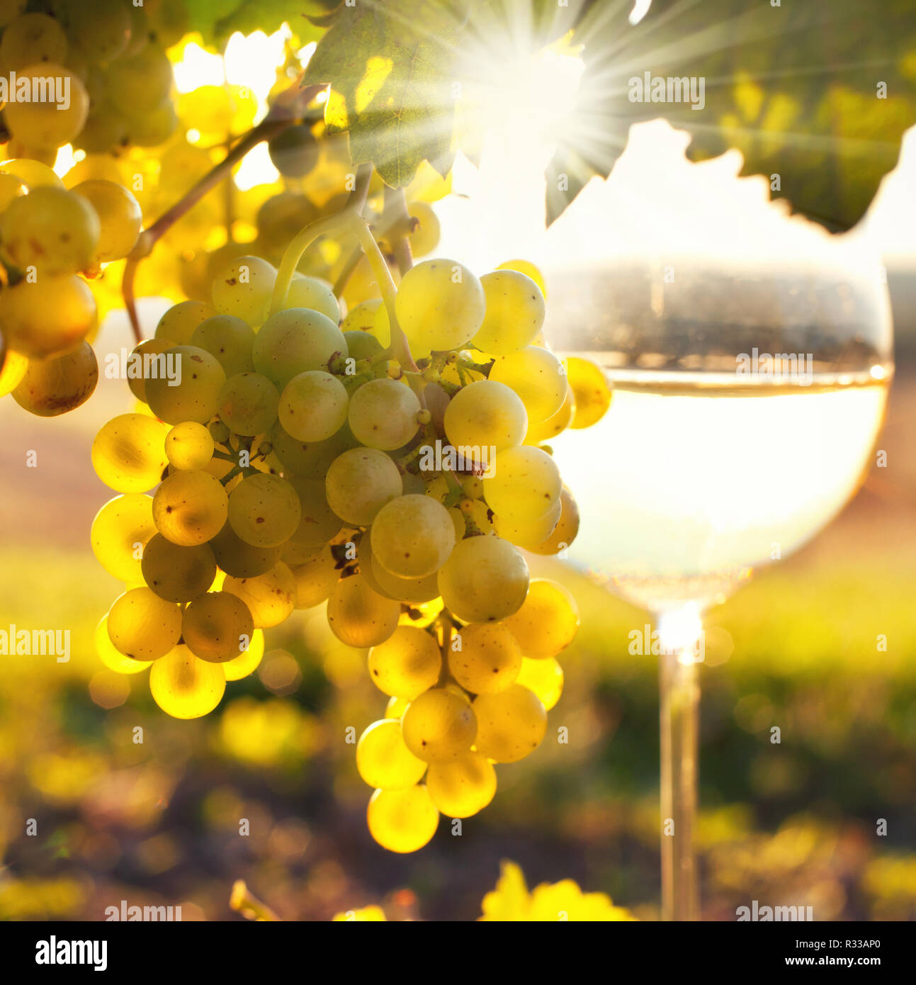 grapevine in autumn Stock Photo