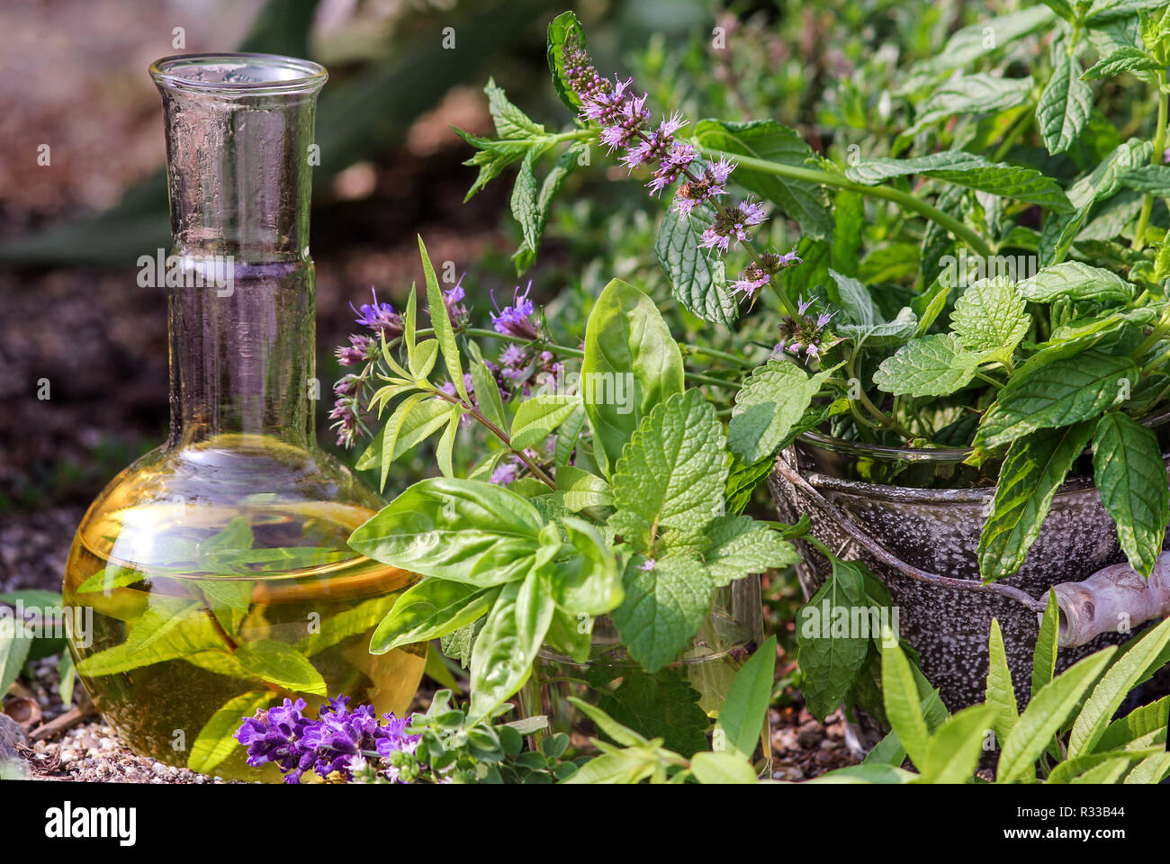 fresh herbs for gentle medicine Stock Photo