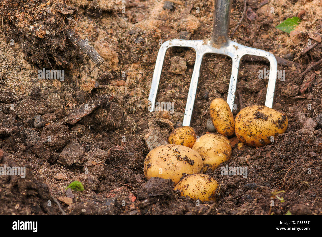 Potato 2024 digging fork
