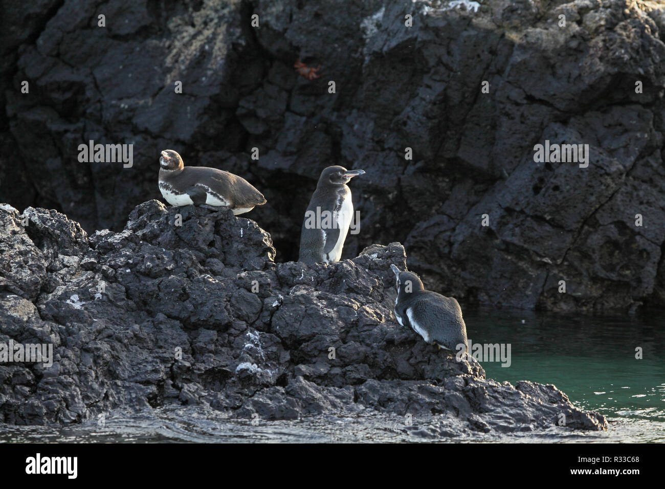 galapagos penguins Stock Photo