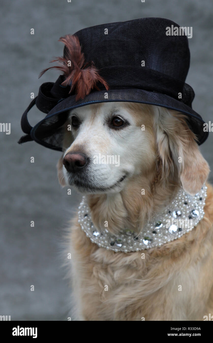 labrador with lady's hat and necklace Stock Photo