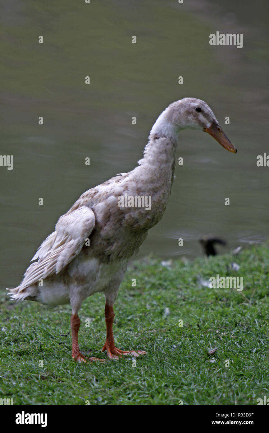 indian runner duck Stock Photo