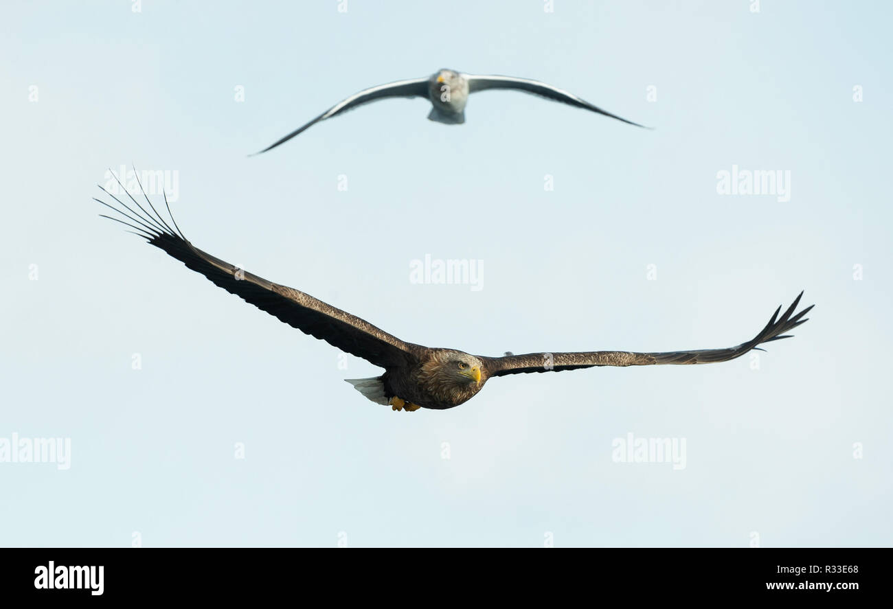 Adult White-tailed eagle in flight. Sky background. Scientific name: Haliaeetus albicilla, also known as the ern, erne, gray eagle, Eurasian sea eagle Stock Photo