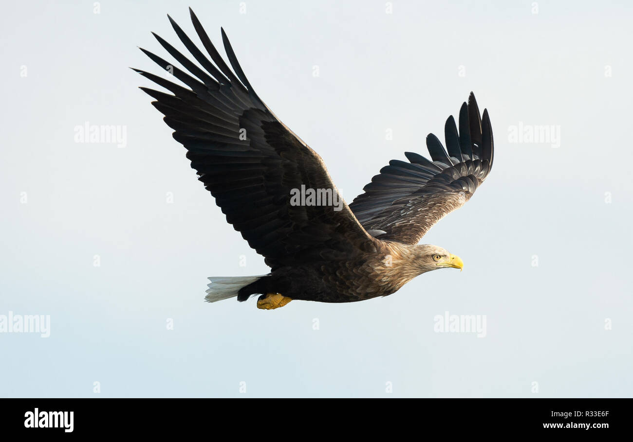 Adult White-tailed eagle in flight. Sky background. Scientific name: Haliaeetus albicilla, also known as the ern, erne, gray eagle, Eurasian sea eagle Stock Photo