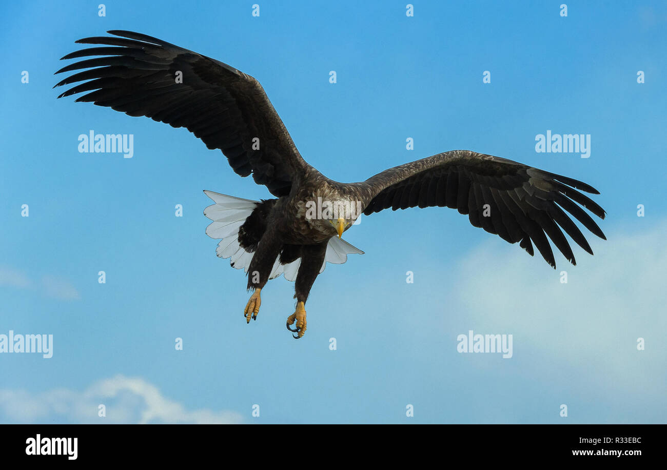 Adult White-tailed eagle in flight. Sky background. Scientific name: Haliaeetus albicilla, also known as the ern, erne, gray eagle, Eurasian sea eagle Stock Photo