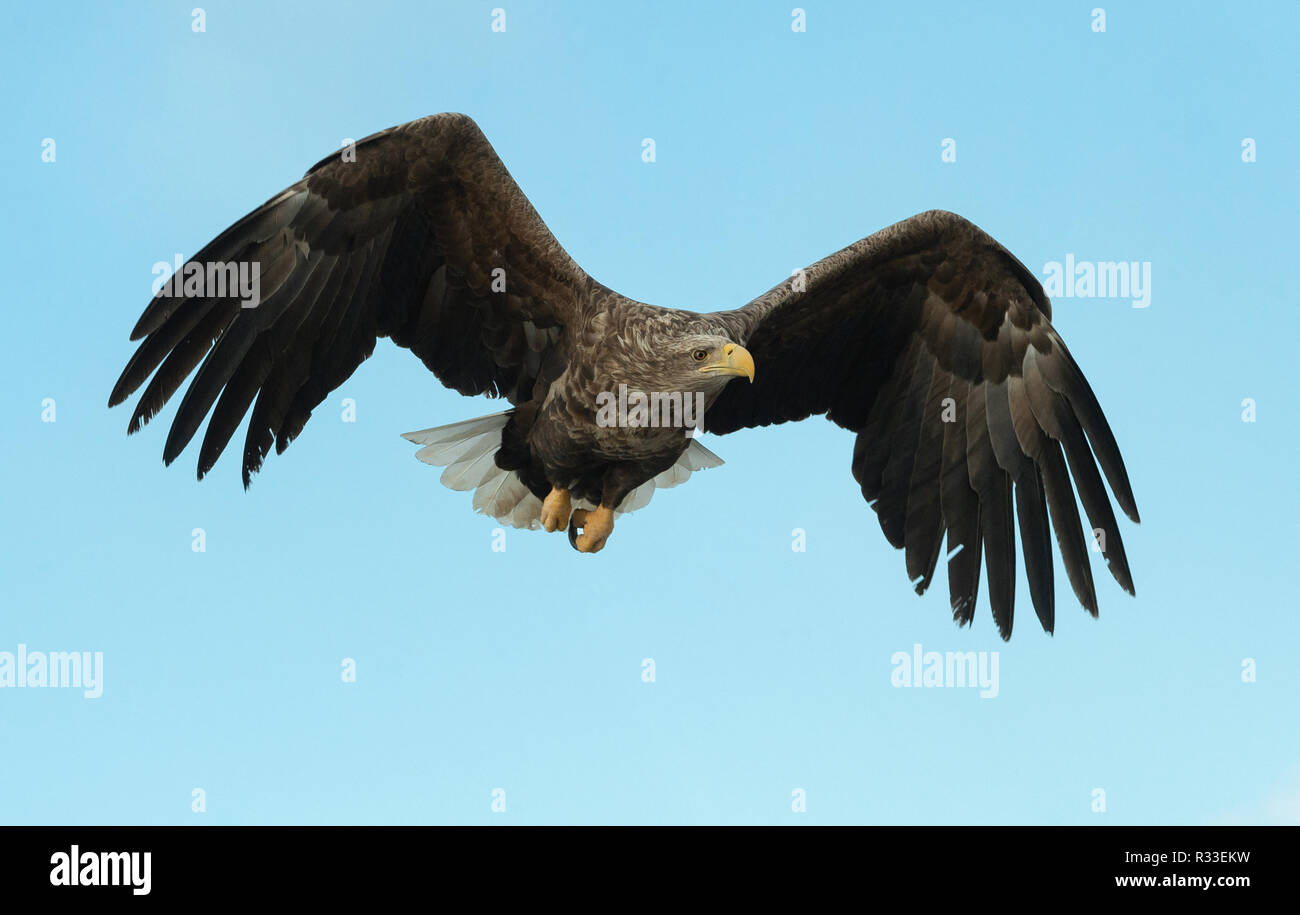 Adult White-tailed eagle in flight. Sky background. Scientific name: Haliaeetus albicilla, also known as the ern, erne, gray eagle, Eurasian sea eagle Stock Photo