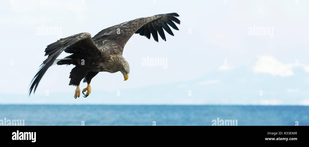 White-tailed eagle in flight. Sky? ocean and snow-covered mountain  background. Scientific name: Haliaeetus albicilla, Ern, erne, gray eagle, Eurasian Stock Photo